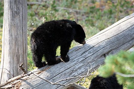 Ourson sur un tronc d'arbre