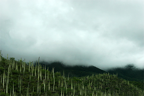 Cactus, �videmment