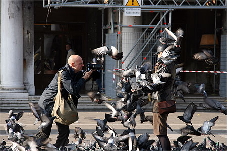 L'attaque des pigeons