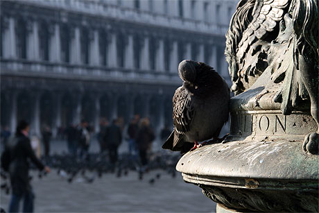 Lonely pigeon