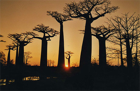 Coucher de soleil sur l'all�e des Baobabs, Morondava
