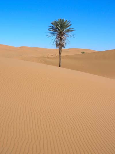 desert encore