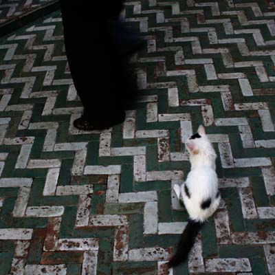 Des pieds et des chats