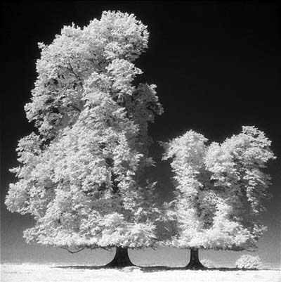 Deux arbres sur un plateau en �t�
