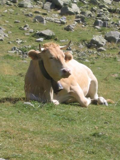 vache pyr�n�ene