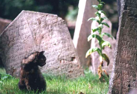 Le chat du cimeti�re juif de Prague