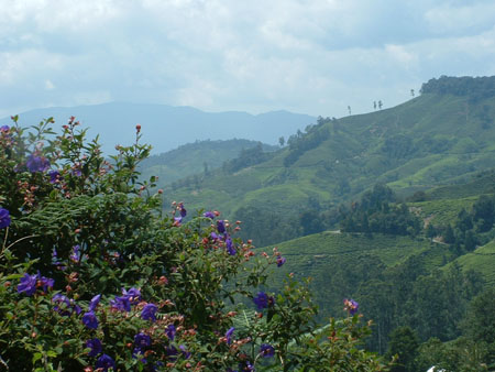 PLANTATION DE THE
