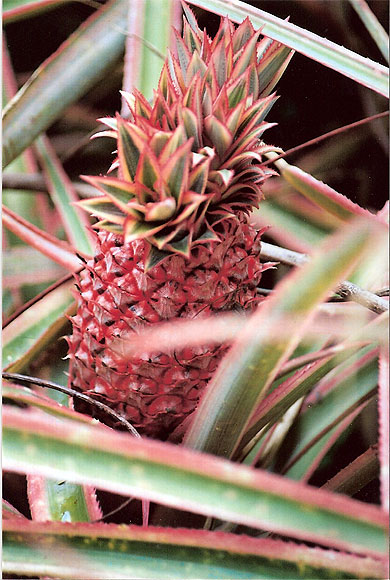 Ananas