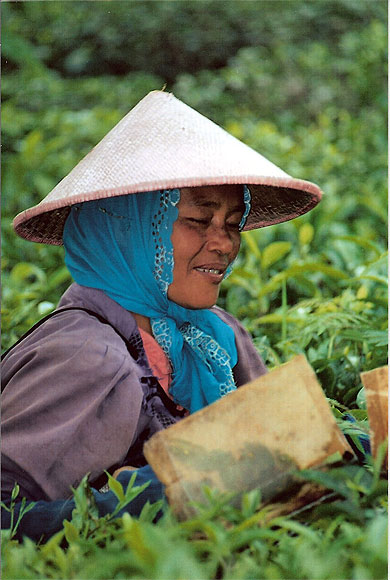 Plantation de th�