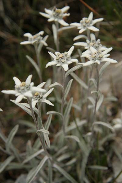 Edelweiss