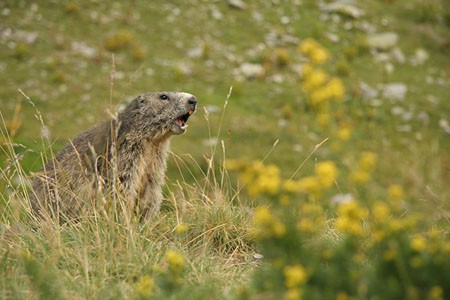 Marmotte