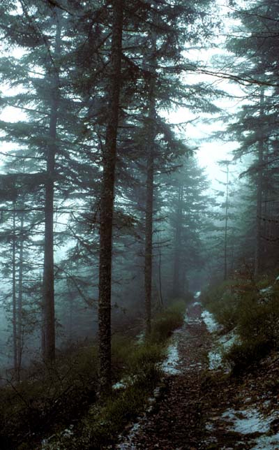 Brume