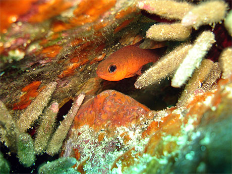 Petit poisson