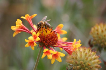 abeille