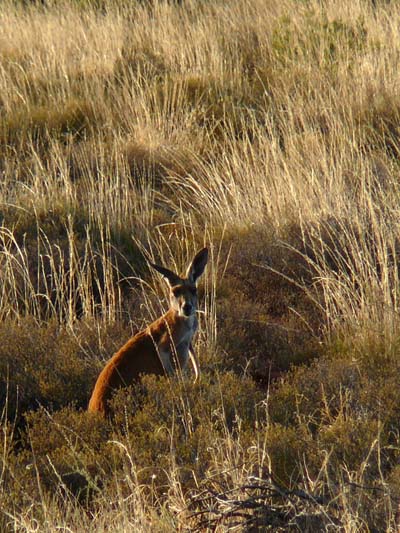Kangourou dans l'Outback