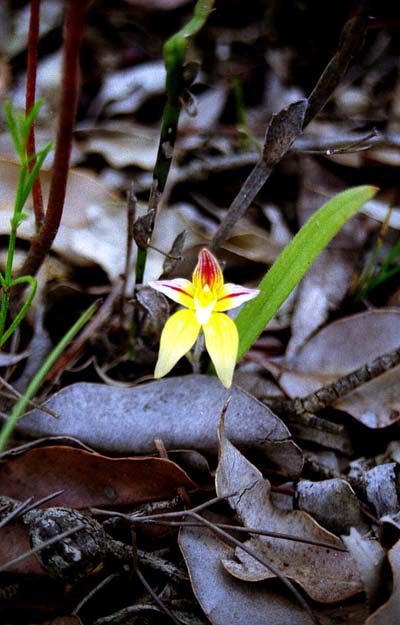 Orchid�e