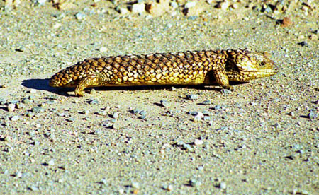 Lezard