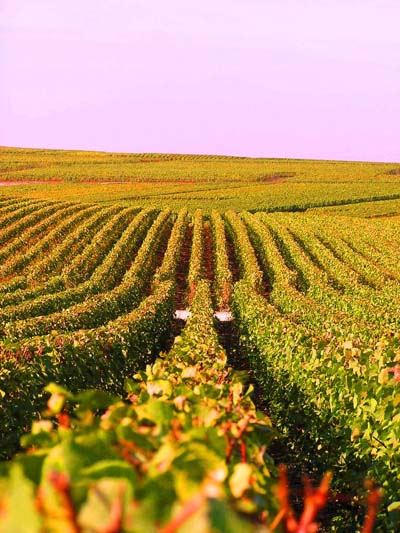 Lignes de Vignes