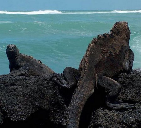 IGUANES et CONTEMPLATION