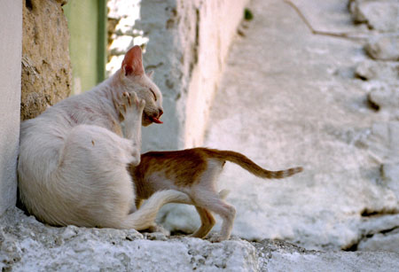 Chats