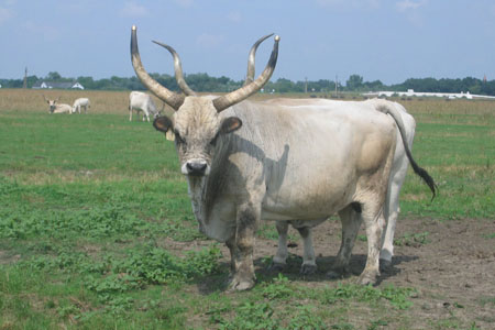 Bovid�s