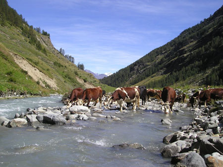 L'eau des alpes 