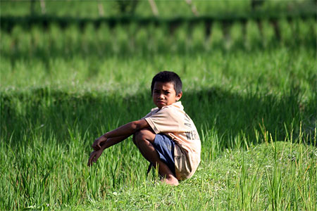 Enfant dans les rizi�res