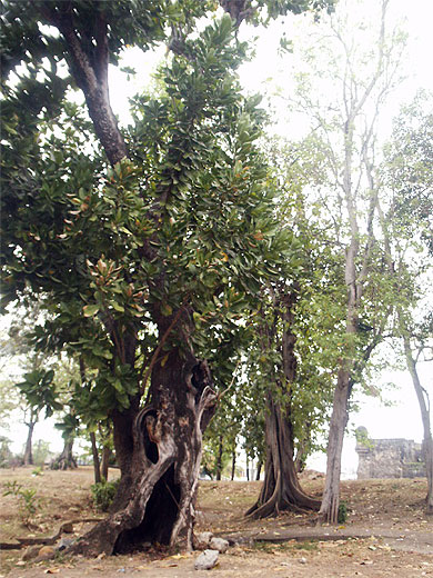 arbre s�culaire