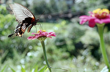 Papillon