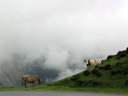 vaches dans le brouillard