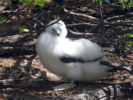 "fou" de T�tiaroa