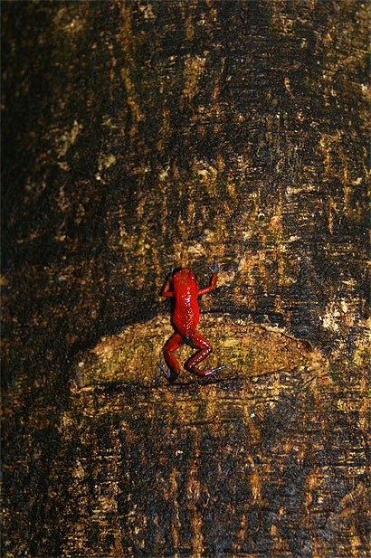 Petite grenouille rouge 