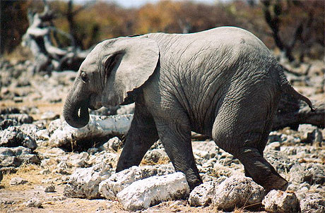 Elephanteau