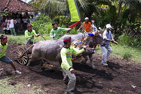 Course de bufles � N�gara