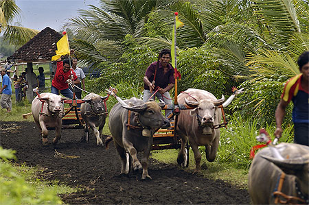 Course de bufles � N�gara
