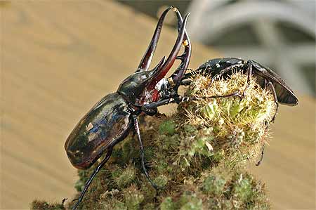 Insecte