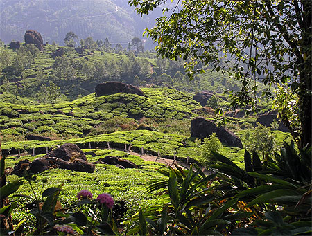 Plantation de th� � Munnar