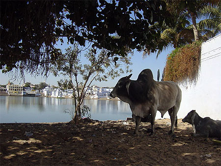 Vache sacr�e