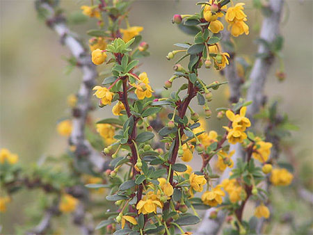 fleurs au bord du lac argentino