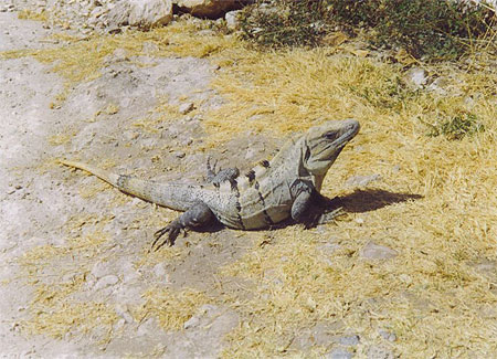 iguana