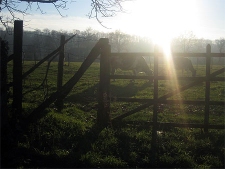b�tail au coucher du soleil