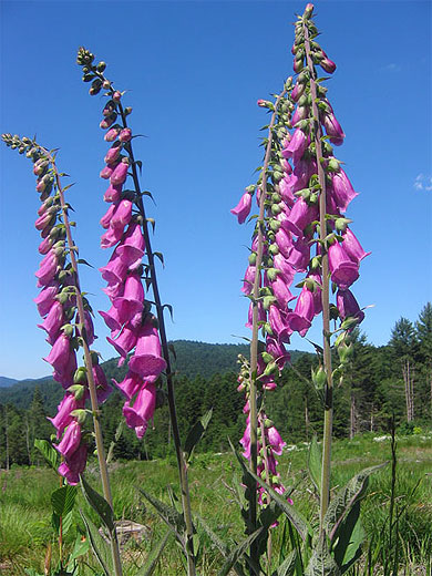 Flore des Hautes-Vosges - La digitale