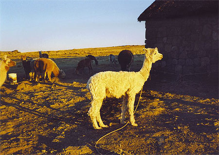 Lama