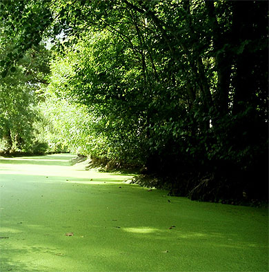 Symphony in green