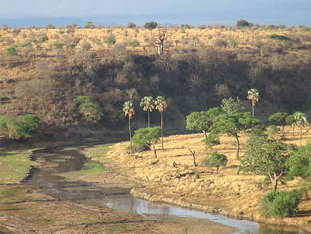 tarangire river