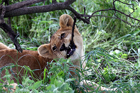 Le lionceau se fait les dents