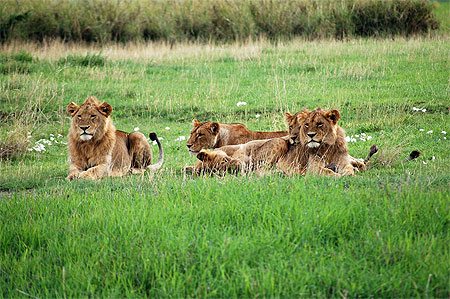 sieste de lions