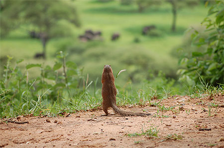 Ecureuil regardant les �l�phants