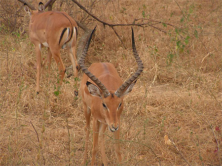 antilopes