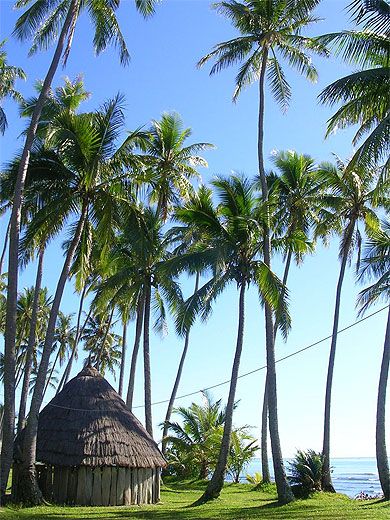 Camping sous les cocotiers